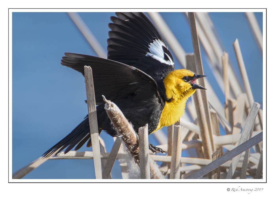 Yellow-headed black bird 5.jpg